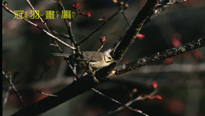 冠羽畫眉2縮圖
