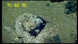 毛腳燕縮圖