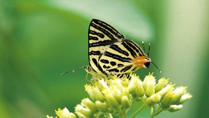 J-054-三星雙尾燕蝶縮圖