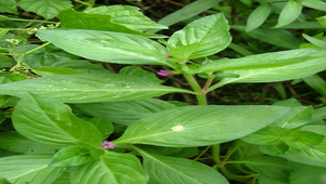 克非亞草02-資源代表圖