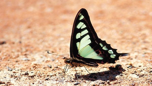 J-006-寬青帶鳳蝶縮圖
