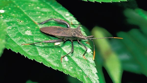 D-014-粗腿緣椿象縮圖