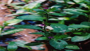 克菲亞草01縮圖