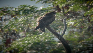 老鷹17棲停縮圖