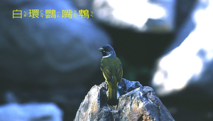 data\987縮圖