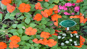 非洲鳳仙花縮圖