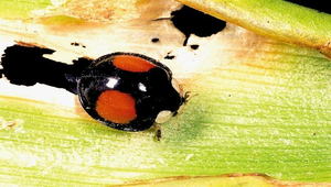 D-132-赤星瓢蟲-資源代表圖