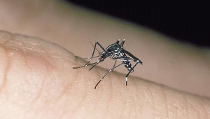 D-165-白線斑蚊縮圖
