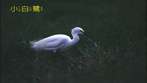 小白鷺2縮圖
