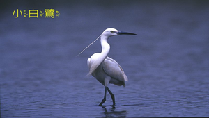 小白鷺4縮圖