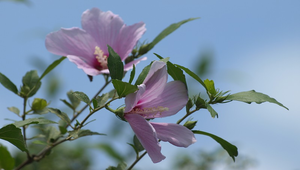 木芙蓉縮圖