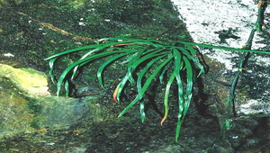 O-030-書帶蕨縮圖