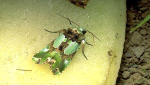 D-176-綠孔雀夜蛾縮圖