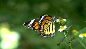 D-195-黑脈樺斑蝶縮圖