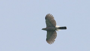 鳳頭蒼鷹飛行22小圖1縮圖