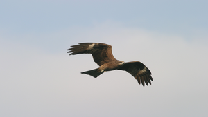 黑鳶 ( 1/黑鳶二.jpg )縮圖
