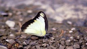 J-018-台灣粉蝶縮圖