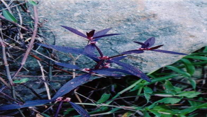 蓮子草縮圖