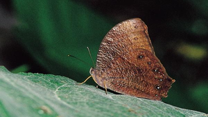 J-046-樹蔭蝶縮圖