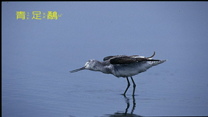 青足鷸3縮圖
