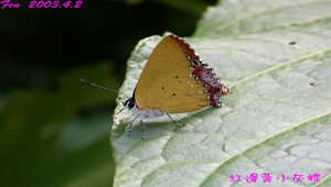 紅邊小灰蝶縮圖