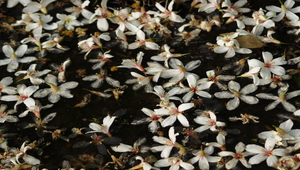 油桐花縮圖