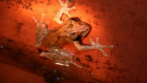 兩棲動物-青蛙縮圖