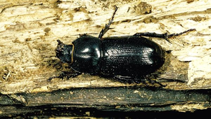 D-118-微獨角仙縮圖