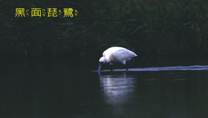黑面琵鷺3縮圖