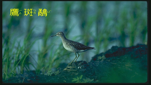 鷹斑鷸1縮圖