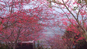 櫻花縮圖