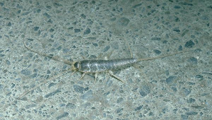 D-153-衣魚縮圖