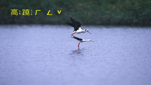 高蹺行鳥縮圖