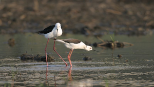 高蹺行鳥36交尾前縮圖