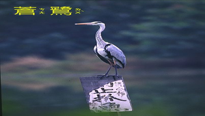 蒼鷺2縮圖