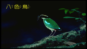 八色鳥1縮圖