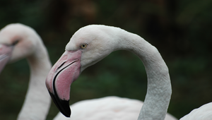 動物園的鳥類縮圖