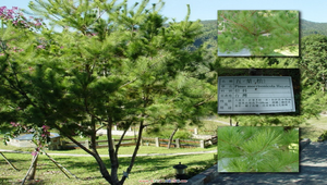 五葉松縮圖