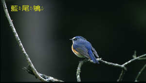 藍尾鴝4縮圖