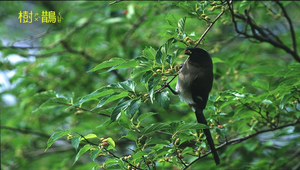 樹鵲5縮圖