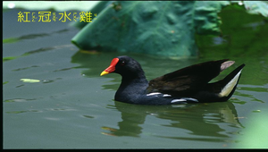 紅冠水雞3縮圖