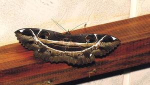 J-071-魔目夜蛾縮圖