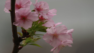 櫻花縮圖