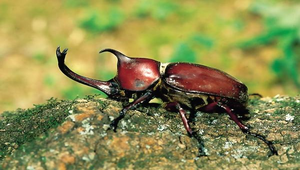 D-114-獨角仙縮圖