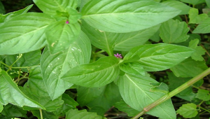 克非亞草03縮圖