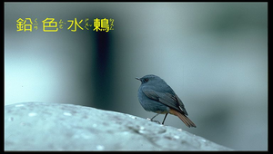 鉛色水鶇縮圖