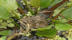 黑眶蟾蜍縮圖