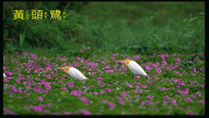 黃頭鷺與牽牛花縮圖