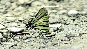 J-011-昇天鳳蝶縮圖