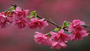 櫻花縮圖